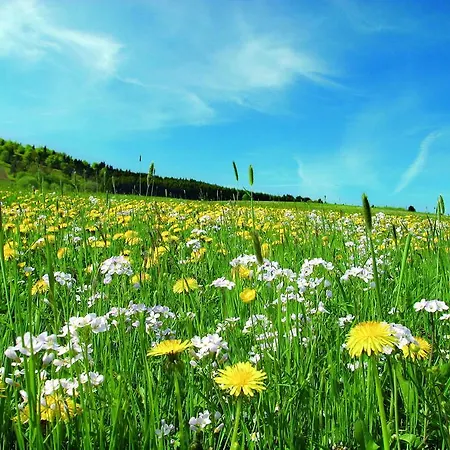 Aparthotel Jaegerhaus Willingen (Upland)